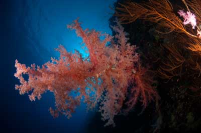 Les fonds marins de Saint John en Mer Rouge en Egypte. Photographies par Amar Guillen.