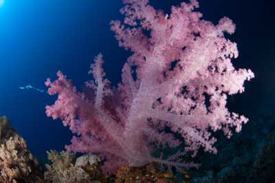 Les fonds marins de Saint John en Mer Rouge en Egypte. Photographies par Amar Guillen.