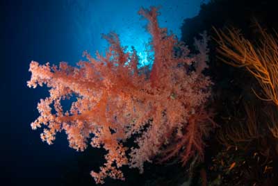 Les fonds marins de Saint John en Mer Rouge en Egypte. Photographies par Amar Guillen.