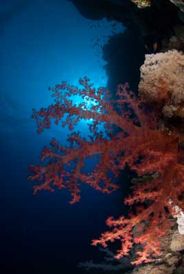 Les fonds marins de Saint John en Mer Rouge en Egypte. Photographies par Amar Guillen.