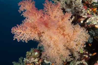 Les fonds marins de Saint John en Mer Rouge en Egypte. Photographies par Amar Guillen.