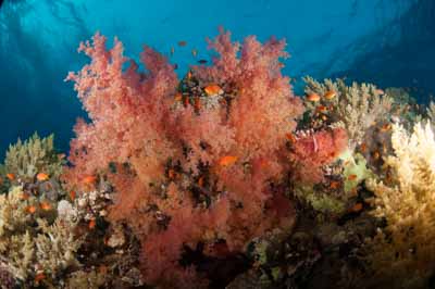 Underwater bottoms of Saint John Reef in the Red Sea in Egypt. Photographs by Amar Guillen.