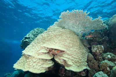Underwater bottoms of Saint John Reef in the Red Sea in Egypt. Photographs by Amar Guillen.