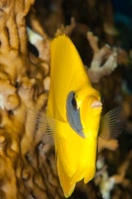 Underwater bottoms of Saint John Reef in the Red Sea in Egypt. Photographs by Amar Guillen.