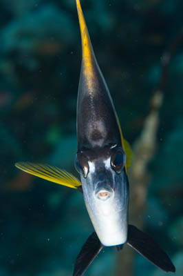 Underwater bottoms of Saint John Reef in the Red Sea in Egypt. Photographs by Amar Guillen.