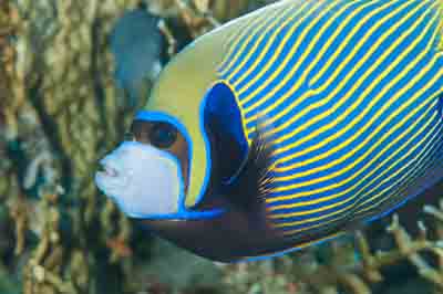 Underwater bottoms of Saint John Reef in the Red Sea in Egypt. Photographs by Amar Guillen.