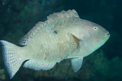 Underwater bottoms of Saint John Reef in the Red Sea in Egypt. Photographs by Amar Guillen.