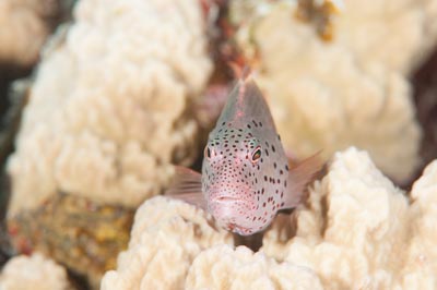 Underwater bottoms of Saint John Reef in the Red Sea in Egypt. Photographs by Amar Guillen.