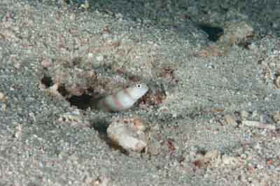 Underwater bottoms of Saint John Reef in the Red Sea in Egypt. Photographs by Amar Guillen.