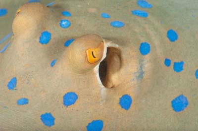 Underwater bottoms of Marsa Shagra in the Red Sea in Egypt. Photographs by Amar Guillen.