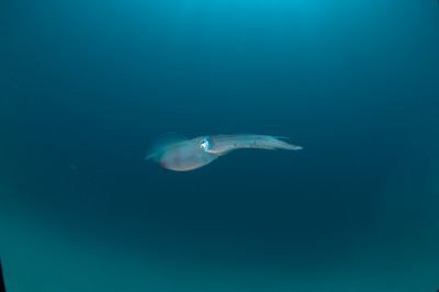Underwater bottoms of Marsa Shagra in the Red Sea in Egypt. Photographs by Amar Guillen.