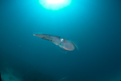 Underwater bottoms of Marsa Shagra in the Red Sea in Egypt. Photographs by Amar Guillen.