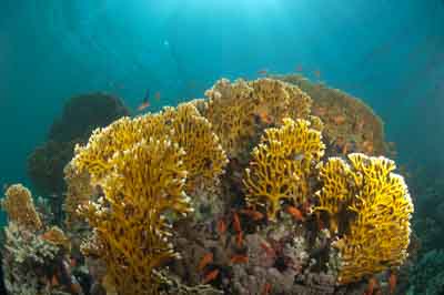 Underwater bottoms of Marsa Shagra in the Red Sea in Egypt. Photographs by Amar Guillen.