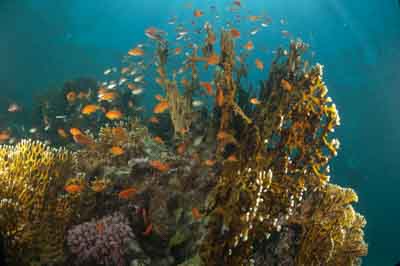 Underwater bottoms of Marsa Shagra in the Red Sea in Egypt. Photographs by Amar Guillen.