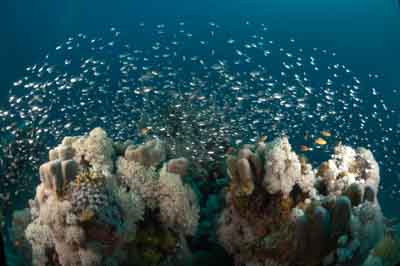Underwater bottoms of Marsa Shagra in the Red Sea in Egypt. Photographs by Amar Guillen.