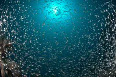 Underwater bottoms of Marsa Shagra in the Red Sea in Egypt. Photographs by Amar Guillen.