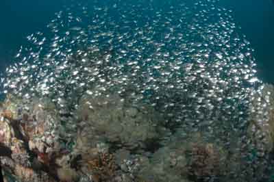 Underwater bottoms of Marsa Shagra in the Red Sea in Egypt. Photographs by Amar Guillen.