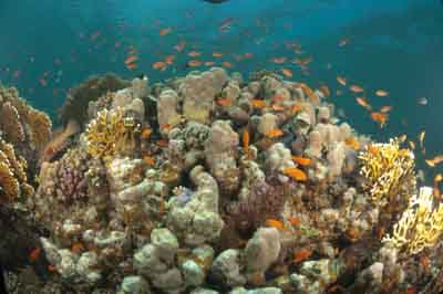 Underwater bottoms of Marsa Shagra in the Red Sea in Egypt. Photographs by Amar Guillen.