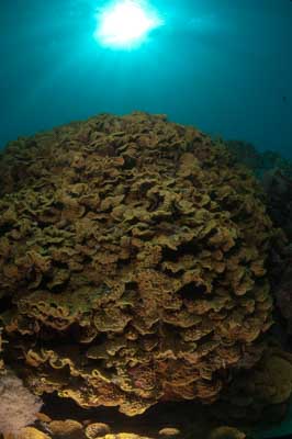 Underwater bottoms of Marsa Shagra in the Red Sea in Egypt. Photographs by Amar Guillen.