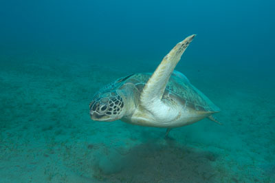 Underwater bottoms of Marsa Shagra in the Red Sea in Egypt. Photographs by Amar Guillen.