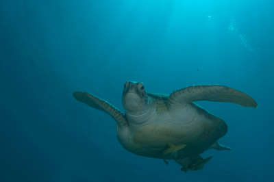 Underwater bottoms of Marsa Shagra in the Red Sea in Egypt. Photographs by Amar Guillen.