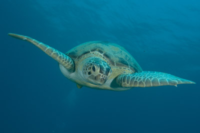 Underwater bottoms of Marsa Shagra in the Red Sea in Egypt. Photographs by Amar Guillen.