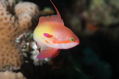 Underwater bottoms of Marsa Shagra in the Red Sea in Egypt. Photographs by Amar Guillen.