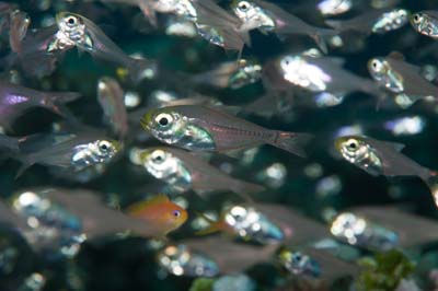Underwater bottoms of Marsa Shagra in the Red Sea in Egypt. Photographs by Amar Guillen.