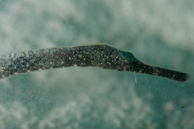 Underwater bottoms of Marsa Shagra in the Red Sea in Egypt. Photographs by Amar Guillen.