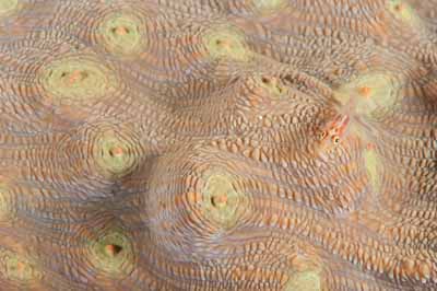 Les fonds marins de Marsa Shagra en Mer Rouge en Egypte. Photographies par Amar Guillen.