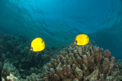 Les fonds marins de Marsa Shagra en Mer Rouge en Egypte. Photographies par Amar Guillen.