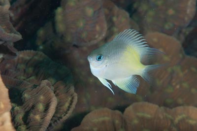 Les fonds marins de Marsa Shagra en Mer Rouge en Egypte. Photographies par Amar Guillen.