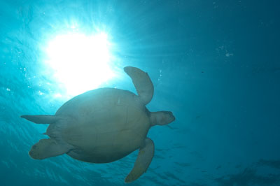 Les fonds marins de Marsa Shagra en Mer Rouge en Egypte. Photographies par Amar Guillen.