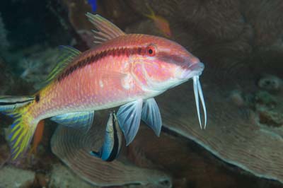 Les fonds marins de Marsa Shagra en Mer Rouge en Egypte. Photographies par Amar Guillen.