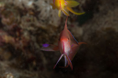 Les fonds marins de Marsa Shagra en Mer Rouge en Egypte. Photographies par Amar Guillen.