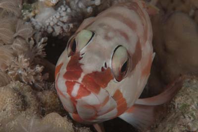 Les fonds marins de Marsa Shagra en Mer Rouge en Egypte. Photographies par Amar Guillen.