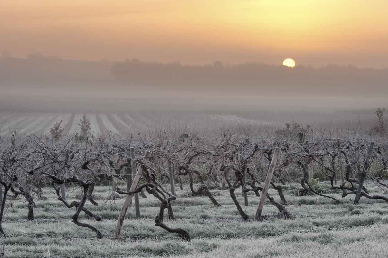Une photo qui a demandé des jours de préparation et de reconnaissance : un vignoble charentais dans la brume en hiver au lever du jour.