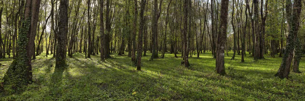 Certaines photos nécessitent de savoir réaliser des compositions et des cadrages particuliers comme pour cette forêt.