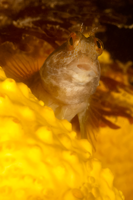 La faune sous-marine sur les côtes de la Charente-Maritime - Photographies par Amar Guillen.