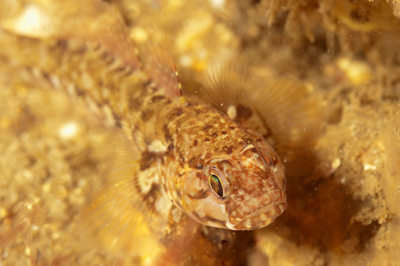 La faune sous-marine sur les côtes de la Charente-Maritime - Photographies par Amar Guillen.