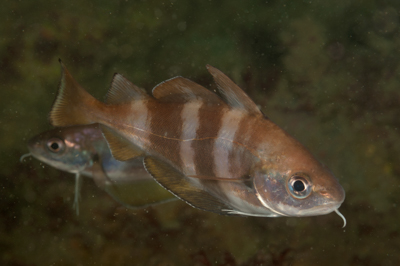 La faune sous-marine sur les côtes de la Charente-Maritime - Photographies par Amar Guillen.