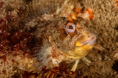 La faune sous-marine sur les côtes de la Charente-Maritime - Photographies par Amar Guillen.