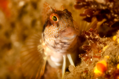 La faune sous-marine sur les côtes de la Charente-Maritime - Photographies par Amar Guillen.