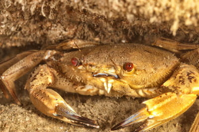 La faune sous-marine sur les côtes de la Charente-Maritime - Photographies par Amar Guillen.