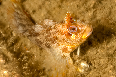 La faune sous-marine sur les côtes de la Charente-Maritime - Photographies par Amar Guillen.