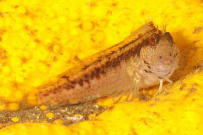 Underwater fauna along the coast of Charente-Maritime in France. Photographs by Amar Guillen.