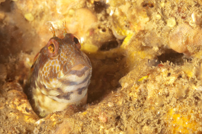 Underwater fauna along the coast of Charente-Maritime in France. Photographs by Amar Guillen.