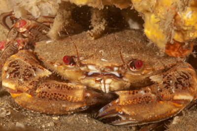 Underwater fauna along the coast of Charente-Maritime in France. Photographs by Amar Guillen.