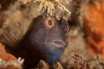 Underwater fauna along the coast of Charente-Maritime in France. Photographs by Amar Guillen.
