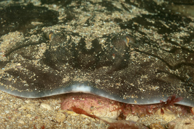 Underwater fauna along the coast of Charente-Maritime in France. Photographs by Amar Guillen.